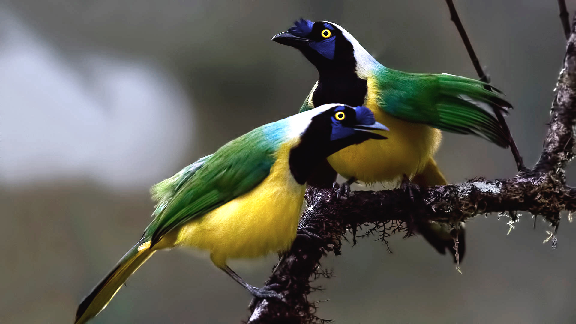 Green Jay